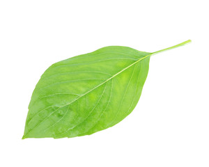 Sweet Basil, Thai Basil Leaves isolated on white background. This has clipping path.