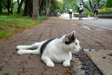 Naklejka na ściany i meble White cat lying on floor in the garden, Looking at space with blurred man riding bike background.