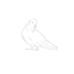 Bird sketch vector illustration isolated on white background. hand drawn  dove, symbol of love and romance, marriage icon doodle style 