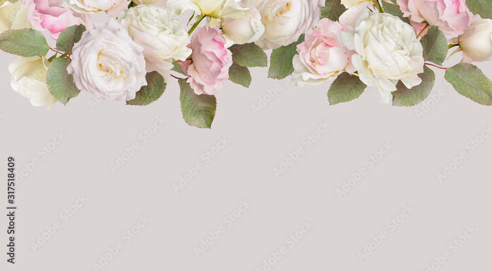 Wall mural floral banner, header with copy space. white roses isolated on pastel grey background. natural flowe