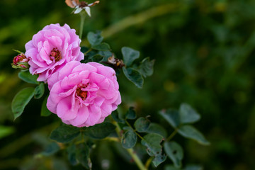 close up shot of beautiful pink common peony flowers and leaves with dark green background. Beauty concept