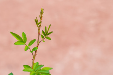 fresh rose flower plant in front of bright background. fresh concept