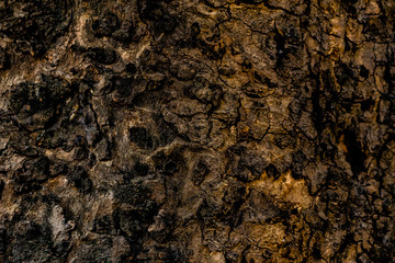 hdr brown colored rough tree bark in close up. textures concept