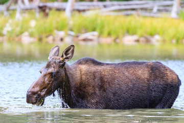 Shiras Moose Cow in a Colorado Lake Eating Lake Grass. Shiras are the smallest species of Moose in North America