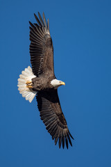 Fototapeta na wymiar An American Bald Eagle displaying full wingspand and tail feathers.