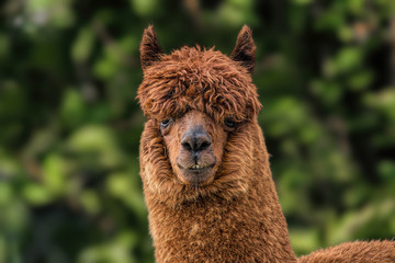 Alpaca in the Scottish Highlands