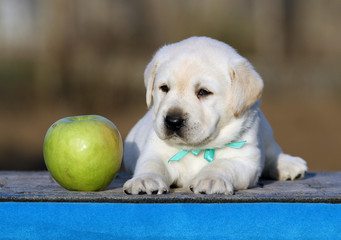 labrador puppy on a blue background