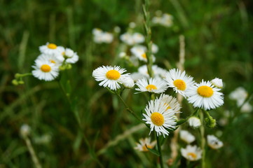 Fototapeta premium daisies in the grass