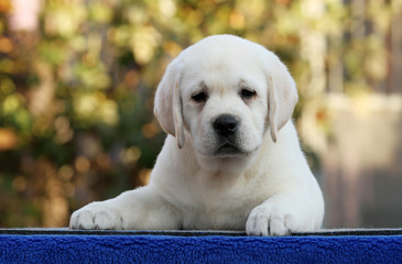 the sweet labrador puppy on a blue background