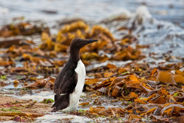 Guillemot standing on a sandy beach covered in seaweed