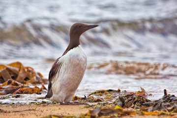 Guillemot standing on a sandy shore with the ocean in the background
