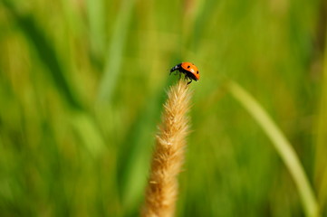 ladybug on a green leaf
