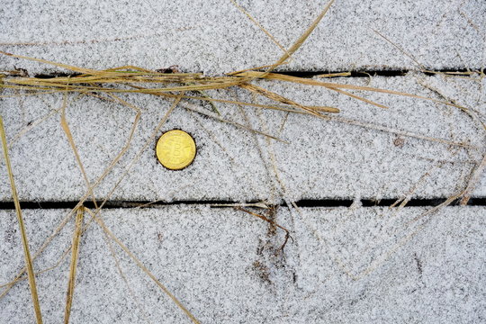 Bitcoin coin on a background of snowy grass and old leaves