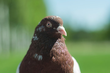 bird of prey, dove