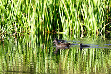 Moorhen juvenile with three moorhen chicks on a calm pond with reflections of reeds in the water