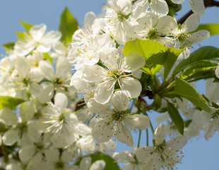 Sprig of cherry with white flowers on background blue sky on sunny day.
