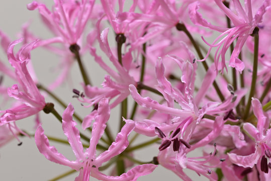 Pink nerine flowers, undulata, white background