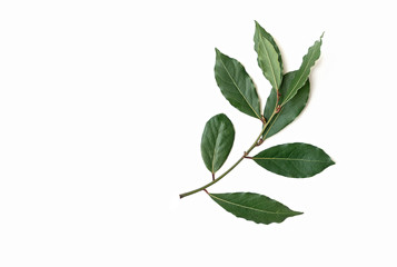 branch of fresh bay laurel leaves isolated on white background. Copy space.
