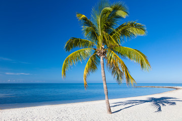 Fototapeta na wymiar Palm tree on sandy Smathers Beach on the Atlantic Ocean in Key West Florida on a blue sky summer day with no people