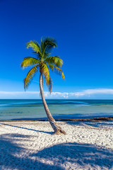 Palm tree on sandy Smathers Beach on the Atlantic Ocean in Key West Florida on a blue sky summer day with no people