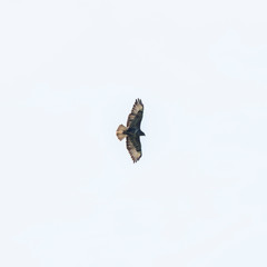 Silhouette of common buzzard (Buteo buteo) in flight in blue sky. A Common or Eurasian Buzzard (Buteo buteo) in flight against a clear blue sky
