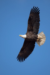 Fototapeta na wymiar An American Bald Eagle displaying full wingspand and tail feathers.