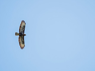  Silhouette of common buzzard (Buteo buteo) in flight in blue sky. A Common or Eurasian Buzzard (Buteo buteo) in flight against a clear blue sky