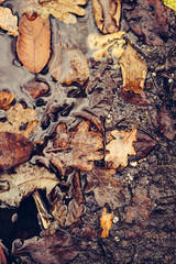 Forest, trees and grasses in winter