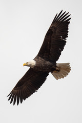 Fototapeta na wymiar An American Bald Eagle in flight against a white sky.