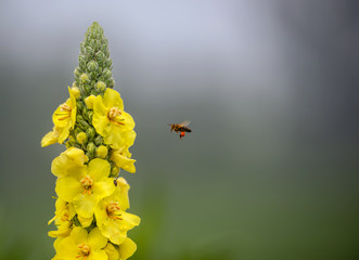Honey Bee collecting pollen on yellow rape flower
