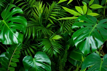 Tuinposter Dark green foliage nature background from clean tropical plant leaves © didecs