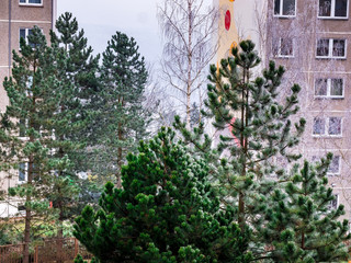 Freezing fog covers trees with ice in the city between the residential houses