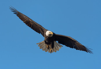 A majestic American Bald Eagle in flight.