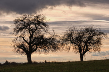 Fototapeta na wymiar A moody evening sky above two bare trees on a field in the countryside. Seen in Germany in March