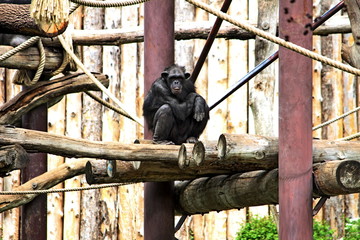 An old Chimpanzee inside a wildlife park