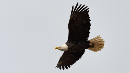 A closeup of an American Bald Eagle in flight against a white sky.