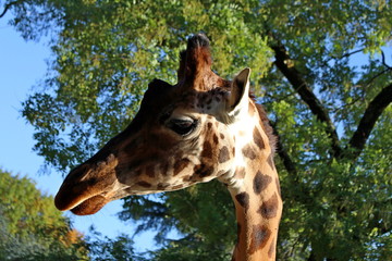 Close up of a Giraffe
