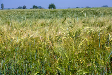 young wheat field