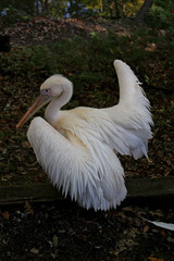 A white pelican with half-open wings