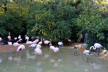 A group of pink flamingos inside a pond