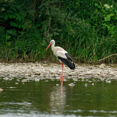   White stork (Ciconia ciconia) on the river bank in the forage biotope. European stork, Ciconia, in natural environment.