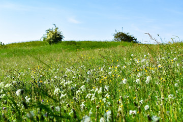 Great green meadow with dandelions in spring in the Eifel