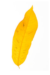 Gold leaf texture white background