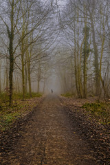 Path in the forest