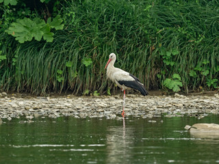   White stork (Ciconia ciconia) on the river bank in the forage biotope. European stork, Ciconia, in natural environment.