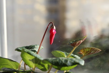 Opening bud of Cyclamen. Blurred on window.
