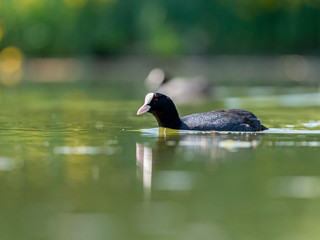 The Eurasian coot (Fulica atra), also known as the common coot or Australian coot, is a member of the rail and crake bird family, the Rallidae.