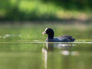 The Eurasian coot (Fulica atra), also known as the common coot or Australian coot, is a member of the rail and crake bird family, the Rallidae.