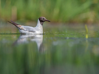   Adult bird black-headed gull (Chroicocephalus ridibundus) on the water. The black-headed gull (Chroicocephalus ridibundus) is a small gull that breeds in much of Europe and Asia.