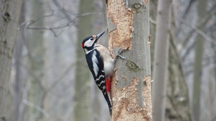 Great spotted woodpecker
